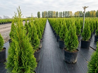 Туи и сосны для живой изгороди в Краснодаре