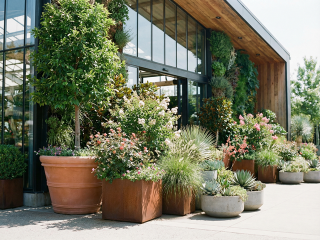 Лучшие солитеры растения для ландшафтных дизайнов