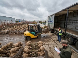 Оптовые цены купить саженцы деревьев оптом от питомника