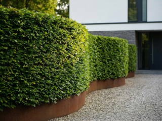 Купить живые изгороди хвойные растения в питомнике Ростцвет