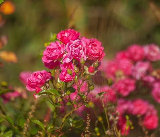 Роза бордюрная С-5
