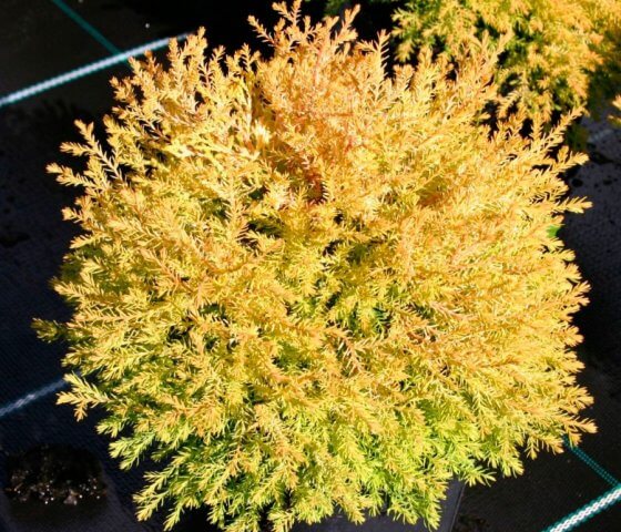 Туя западная Рейнголд