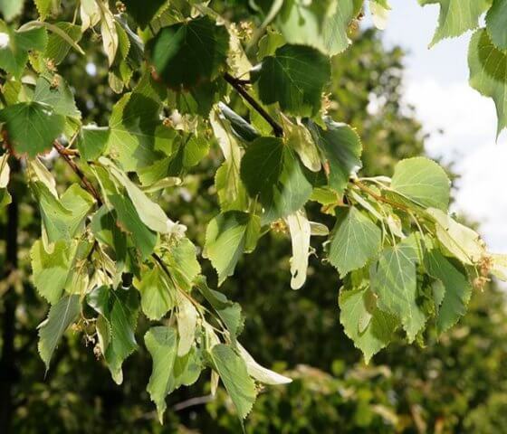 Липа мелколистная Roelvo