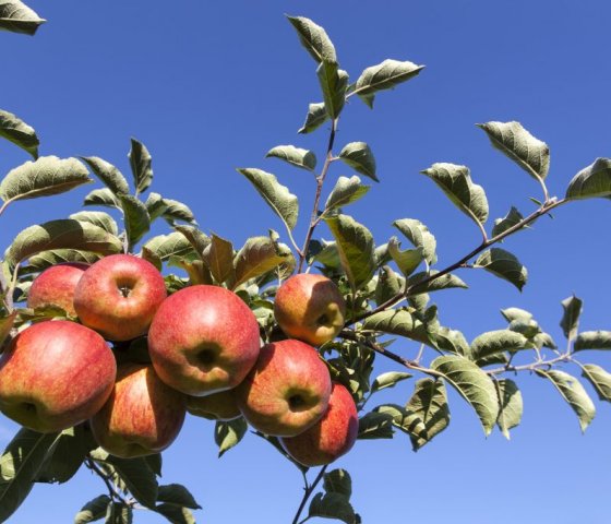 Яблоня «Розовый налив»