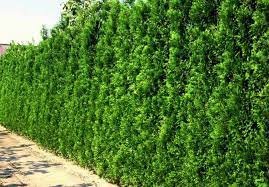 Туя западная Брабант