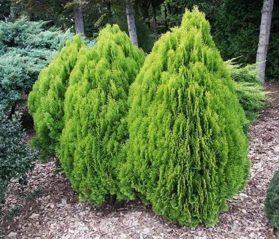Туя восточная Ауреа Нана