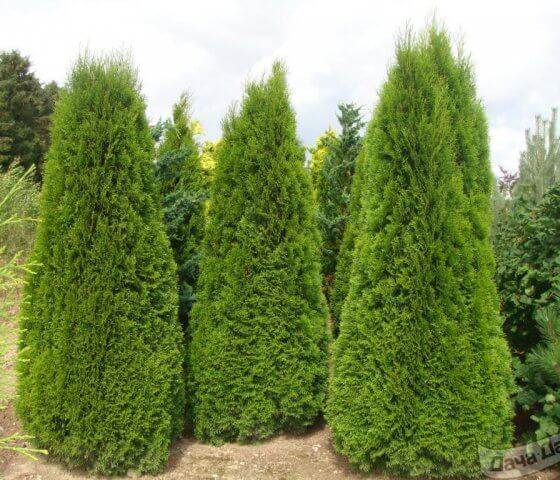Туя западная Смарагд