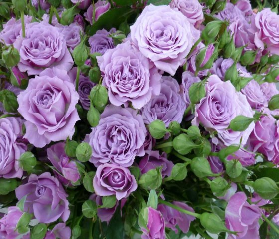 Роза бордюрная С-5