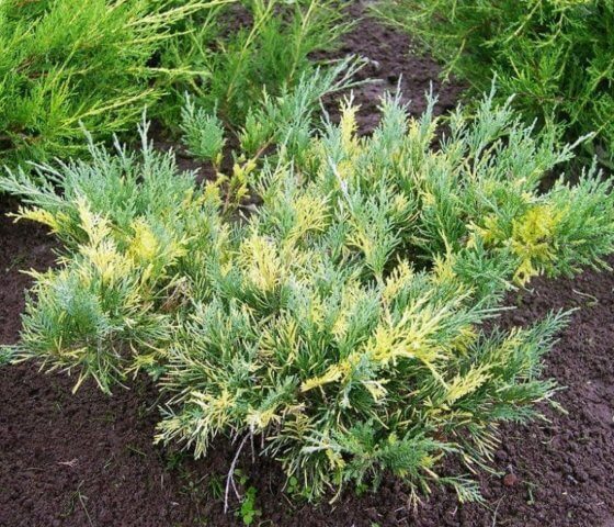 Можжевельник средний Блю энд Голд