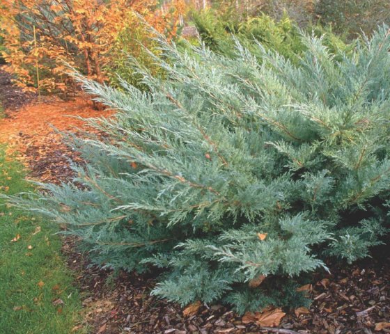 можжевельник виргинский «Хетц»