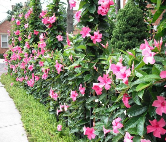 Дипладения