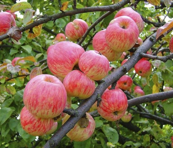 Яблоня «Мельба»