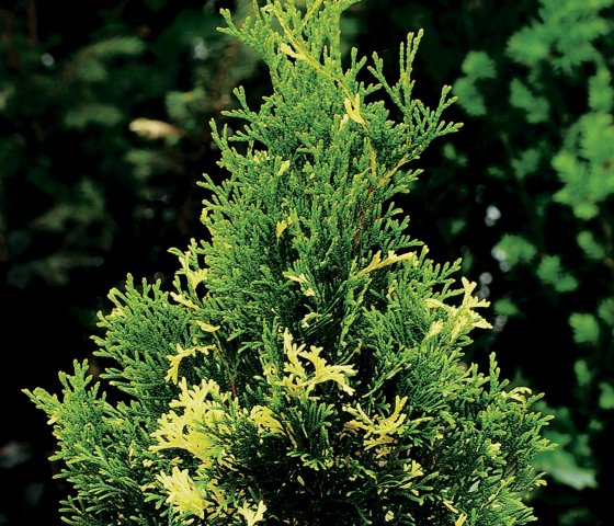 Туя западная Смарагд Вариегата