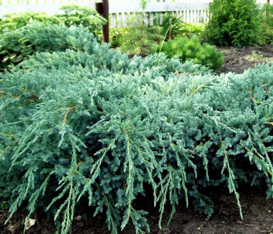 Можжевельник чешуйчатый Блю карпет