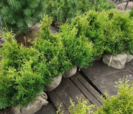 Туя западная Столвик С-10