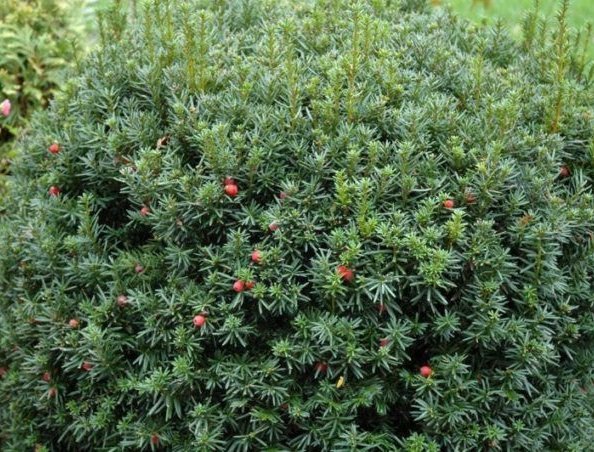 Тис ягодный