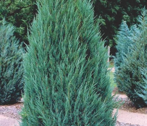 Можжевельник скальный «Блю Эрроу»