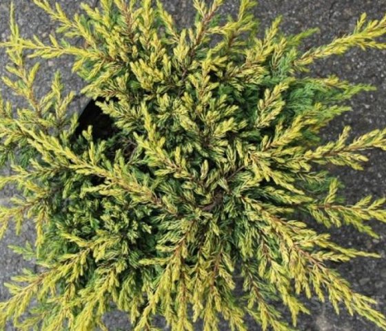 Можжевельник обыкновенный Голдшатц