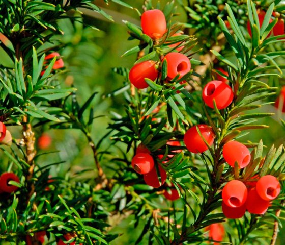 Тис ягодный