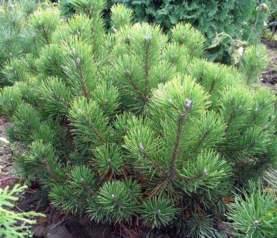 Сосна горная