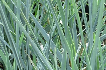 Колосняк песчаный 