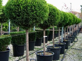 Купрессоципарис Лейланда Кастлевеллан