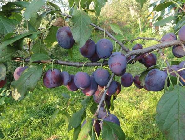 Слива «Кабардинка»