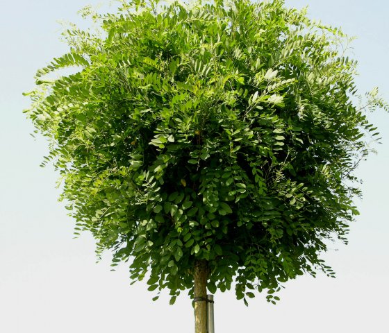  Робиния Умбракулифера  St 8-10