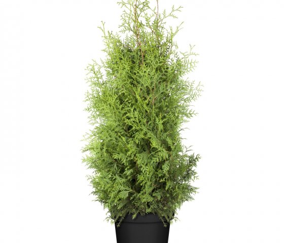 Туя западная Брабант