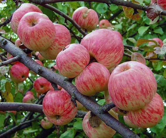 Яблоня «Розовый налив»