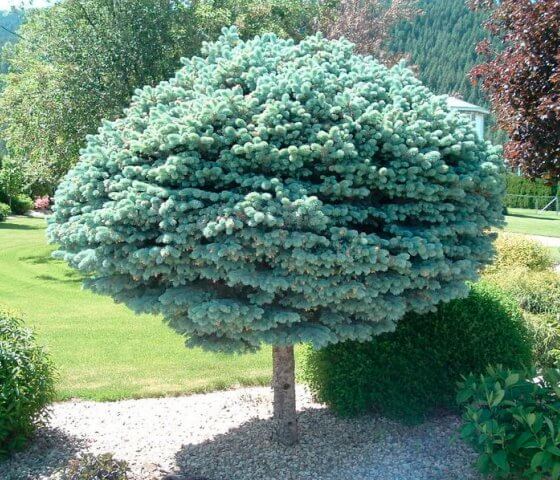 Ель колючая Глаука Глобоза