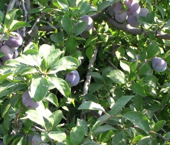 Слива «Кабардинка»