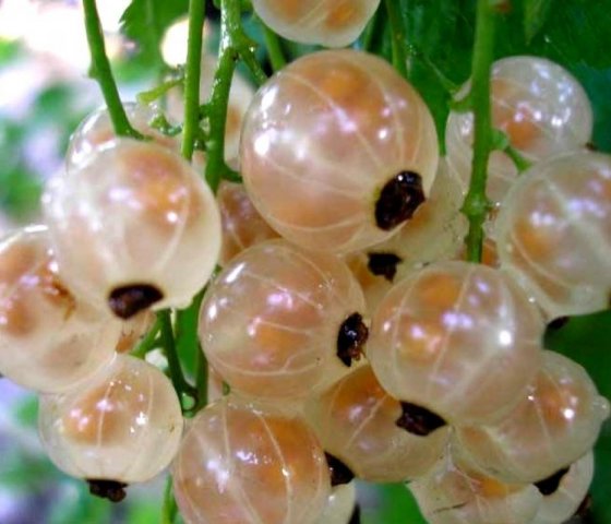 Белая смородина