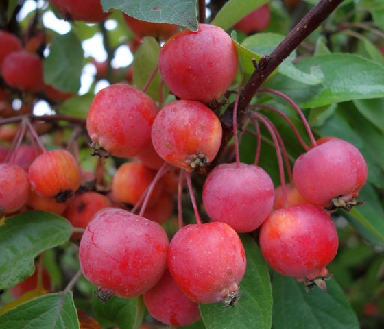 Яблоня декоративная Эверест 