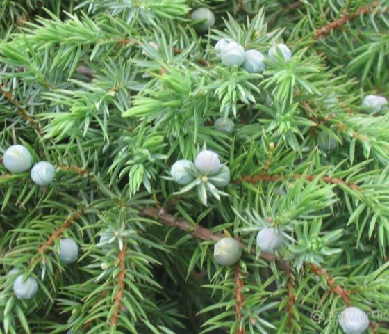 Можжевельник прибрежный Шлягер