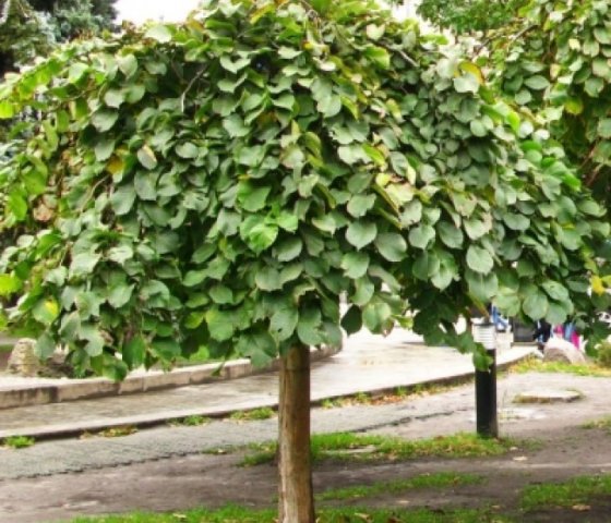 Вяз шершавый Пендула