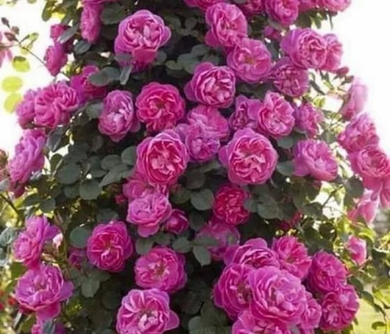 Вьющая роза (в ассортименте)