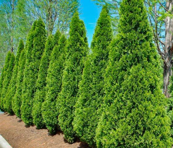 Туя западная Смарагд