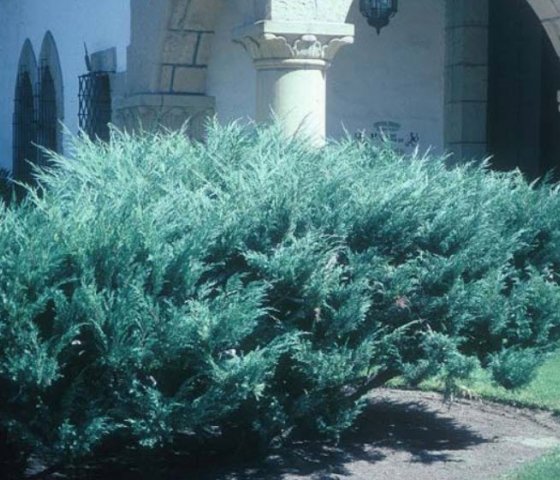 Можжевельник средний Пфитцериана Глаука