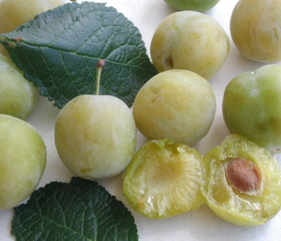 Слива Медовая белая