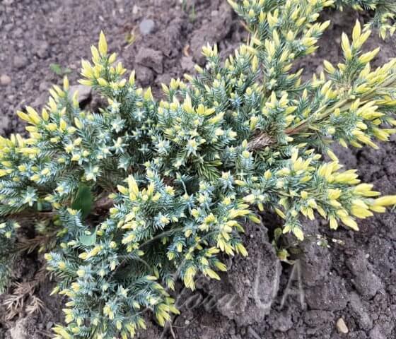 Можжевельник чешуйчатый Холгер