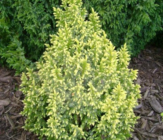 Можжевельник чешуйчатый Хулсдонк Йелоу