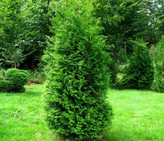 Туя западная Брабант