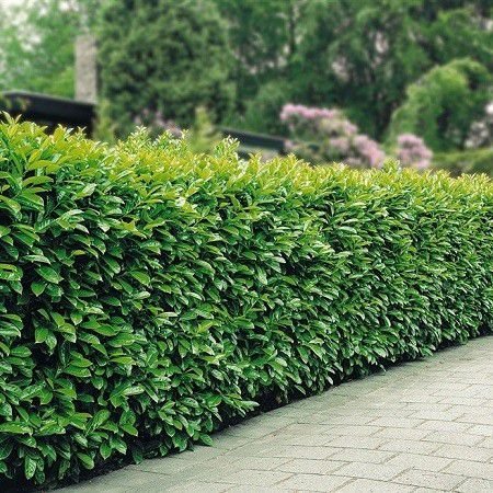 Лавровишня