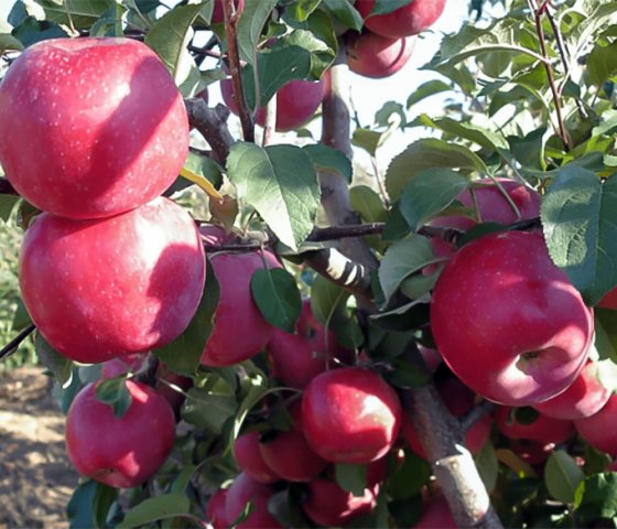 Яблоня «Фуджия»