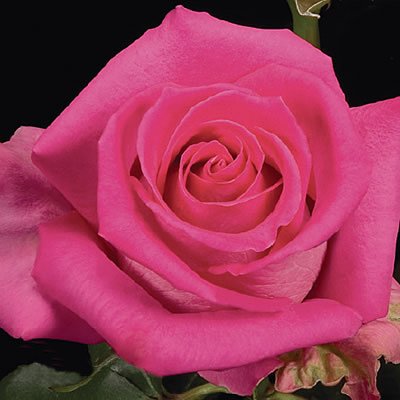 Роза Кустовая (чайная) С-10