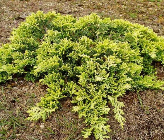 Можжевельник горизонтальный Голден Карпет