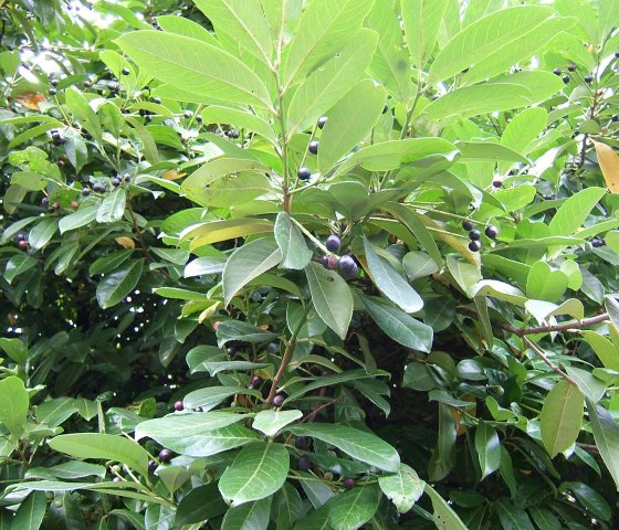 Лавровишня