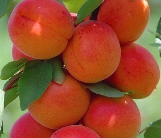 Абрикос «Краснощёкий»