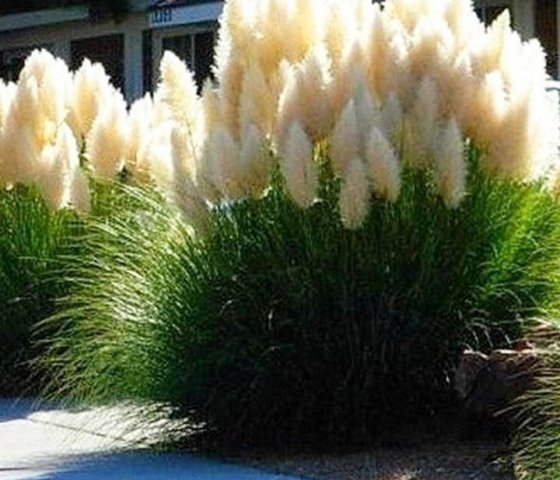 Кортадерия